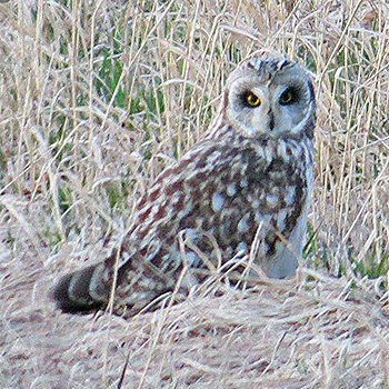 Short-eared Owl