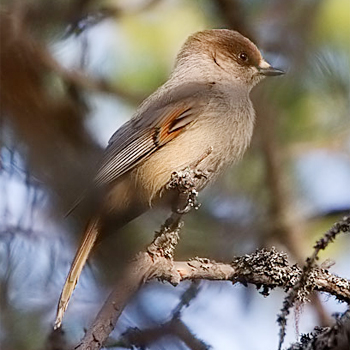 Siberian Jay