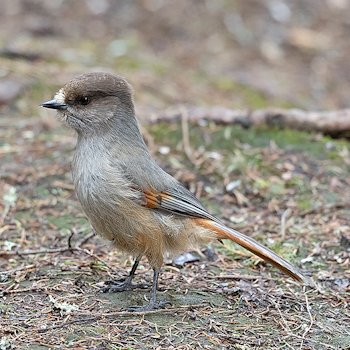Siberian Jay