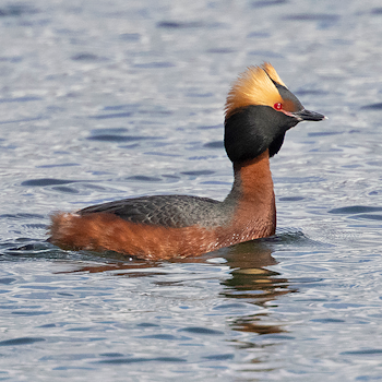 Slavonian Grebe