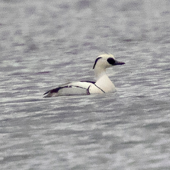 Smew