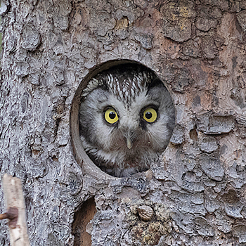 Tengmalm's Owl
