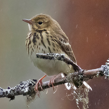 Tree Pipit