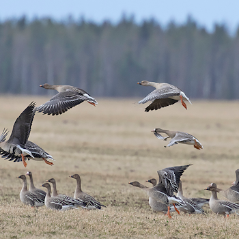 Tundra Bean-goose