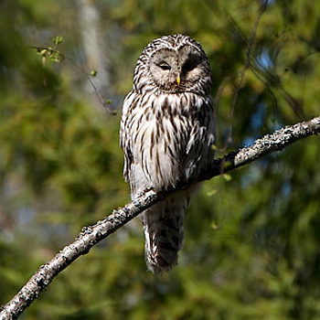 Ural Owl