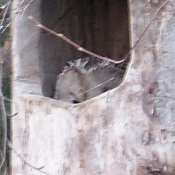 Ural Owl