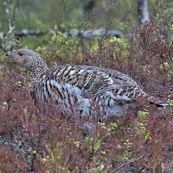Western Capercallie