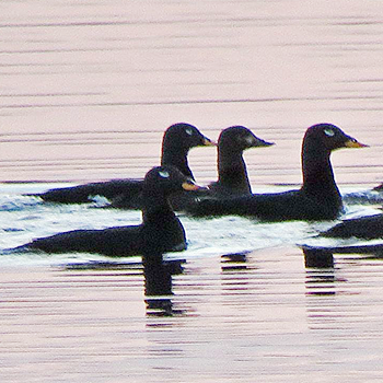 Velvet Scoter