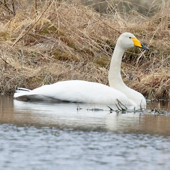 Whooper Swan