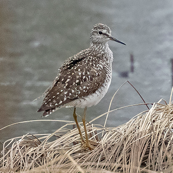 Wood Sandpiper