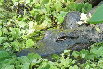 American Alligator