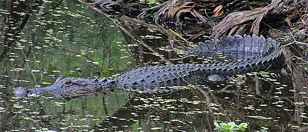 American Alligator