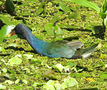 Purple Gallinule