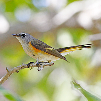 American Redstart