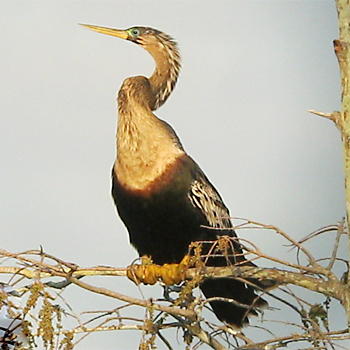Anhinga