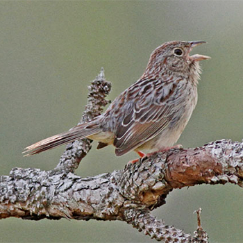 Bachman's Sparrow