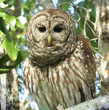 Barred Owl