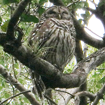 Barred Owl