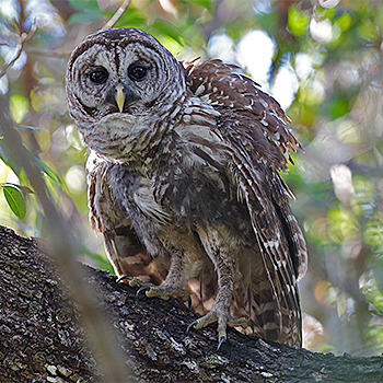 Barred Owl