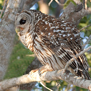 Barred Owl