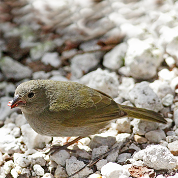Black-faced Grassquit