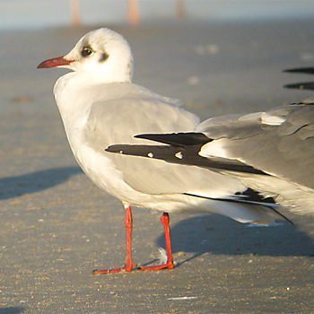 Black-headed Gull
