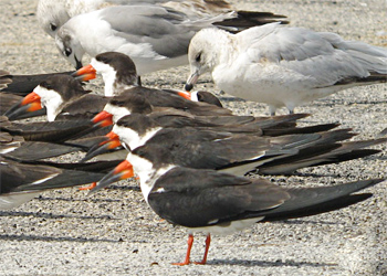 Black Skimmers
