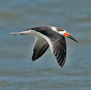 Black Skimmer