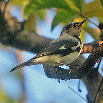 Black-throated Blue Warbler