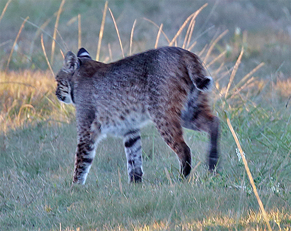Bobcat