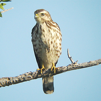Broad-winged Hawk
