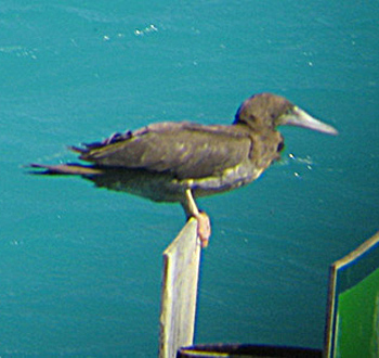 Brown Booby