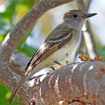 Brown-crested Flycatcher