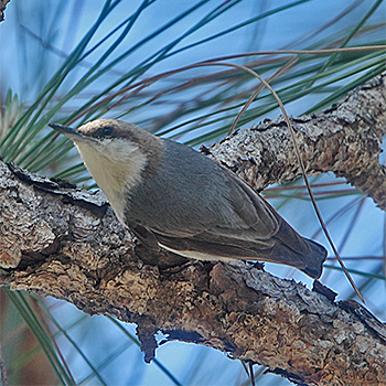 Brown-headed Nuthatch