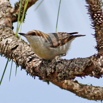 Brown-headed Nuthatch