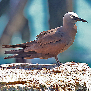Brown Noddy
