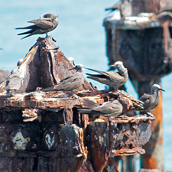 Brown Noddy