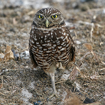 Burrowing Owls
