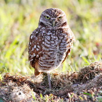 Burrowing Owls