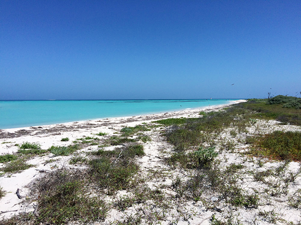 Bush Key