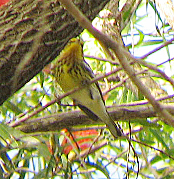 Cape May Warbler