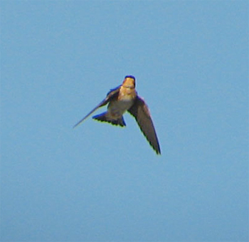 (West Indian) Cave Swallow