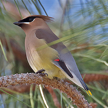 Cedar Waxwing