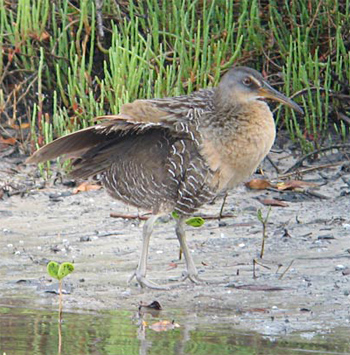 Clapper Rail