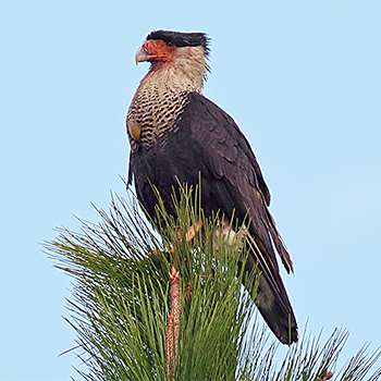 Crested Caracara