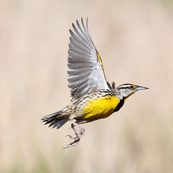 Eastern Meadowlark