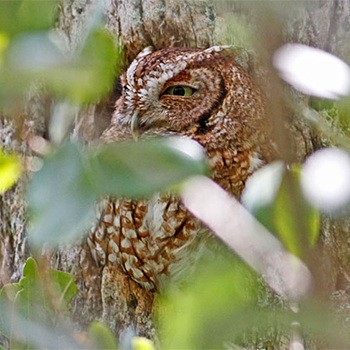 Eastern Screech-owl