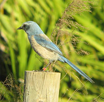 Florida Scrub-jay
