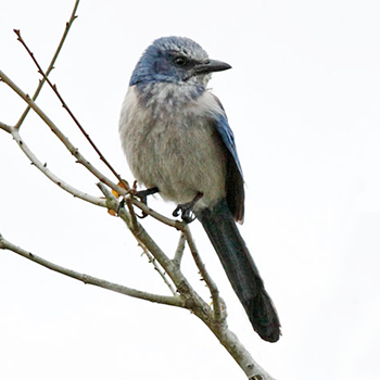 Florida Scrub-jay