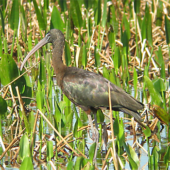 Glossy Ibis